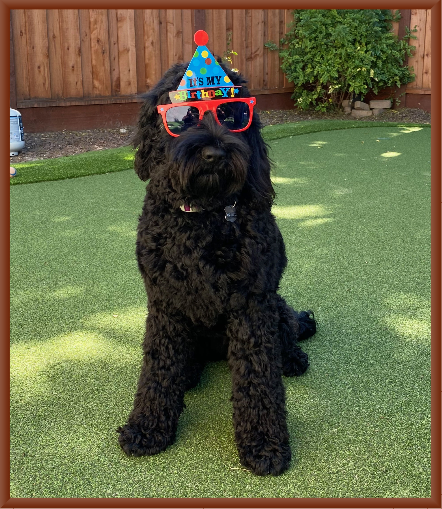 Lola Celebrates Her First Birthday